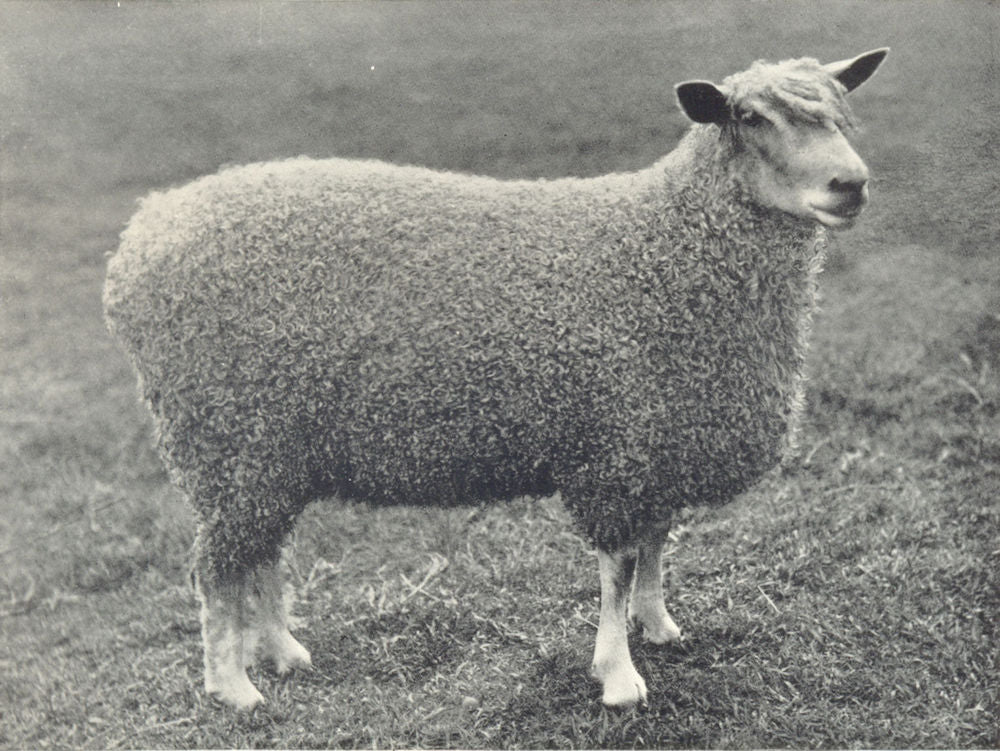 SHEEP. Wensleydale Shearling Ewe One of first prize pen at RASE. show, 1910 1912